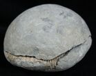Inch Dactylioceras Ammonite In Concretion #2098-2